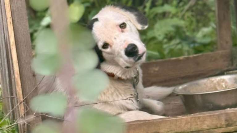 Ηλεία: Σκύλοι δεμένοι χωρίς νερό και τροφή σε άτυπο καταφύγιο - Μήνυση από το Save a Greek Stray [εικόνες]