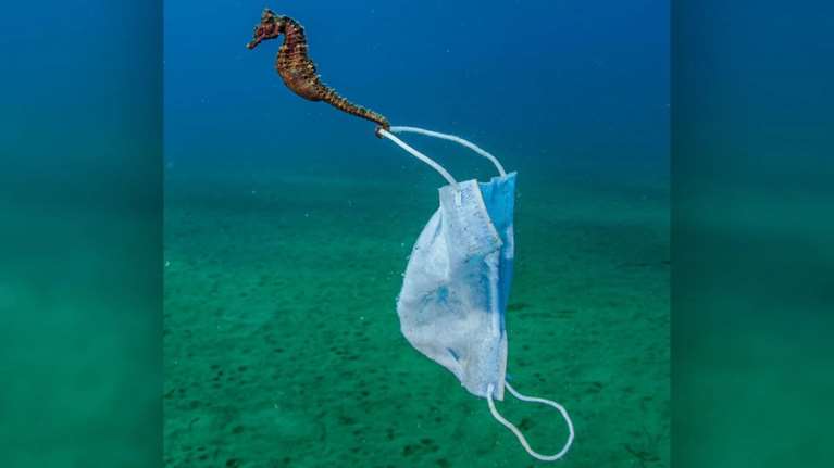 Μια μάσκα προστασίας στην ουρά ιππόκαμπου: Η απίστευτη φωτογραφία από το Στρατώνι που πάει για βραβείο