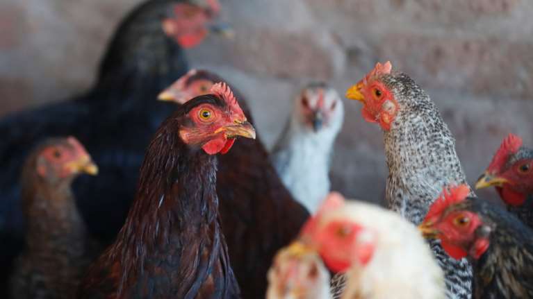 Και κρoύσματα σαλμονέλας στις ΗΠΑ: Μην αγκαλιάζεται και δίνετε φιλάκια...στις κότες σας, συστήνει το CDC