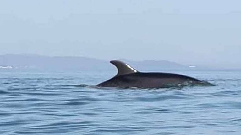 Ένα νεαρό δελφίνι έκανε την εμφάνισή του σε παραλία της Κορίνθου - ΒΙΝΤΕΟ