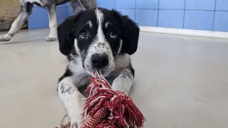 Η Ατζελίνα γεννήθηκε στον δρόμο, όπως τόσα και τόσα κουτάβια που γεννιούνται χωρίς μέλλον και χωρίς καμία ελπίδα