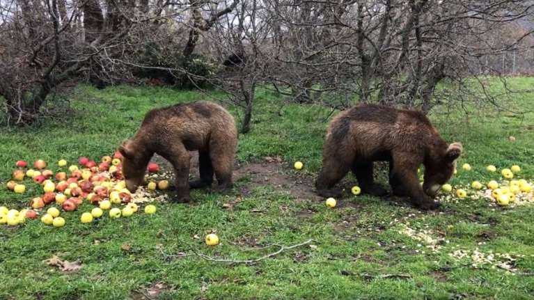 Ετοιμα να γυρίσουν σπίτι τα ορφανά αρκουδάκια του Αρκτούρου