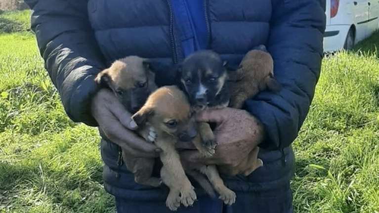 Χίος: Πέταξαν σε χωράφι 4 κουτάβια κλεισμένα ζωντανά  σε τσουβάλι