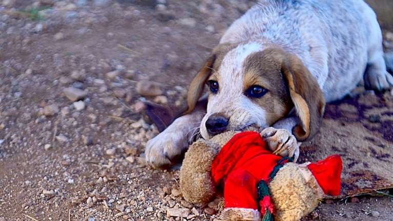 Ο Μπρούνο με το αδερφάκι του τον Ρούντι βρέθηκαν ολομόναχα σε ένα χωράφι μόλις 600 γραμμάρια