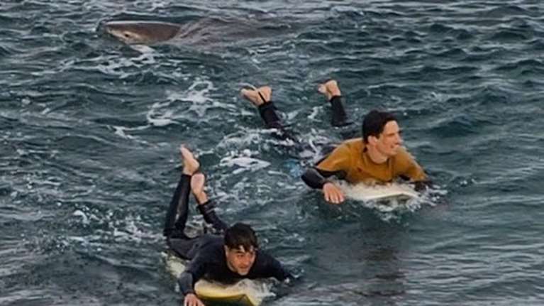 Καρχαρίας 3 μέτρων σκότωσε σέρφερ στην Αυστραλία