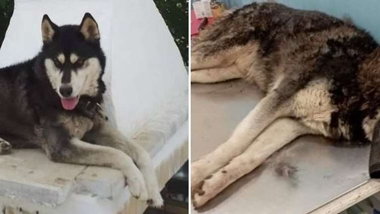 Αράχωβα: Παρέμβαση του εισαγγελέα του Αρείου Πάγου για τον θάνατο και τη φρικτή κακοποίηση του Όλιβερ