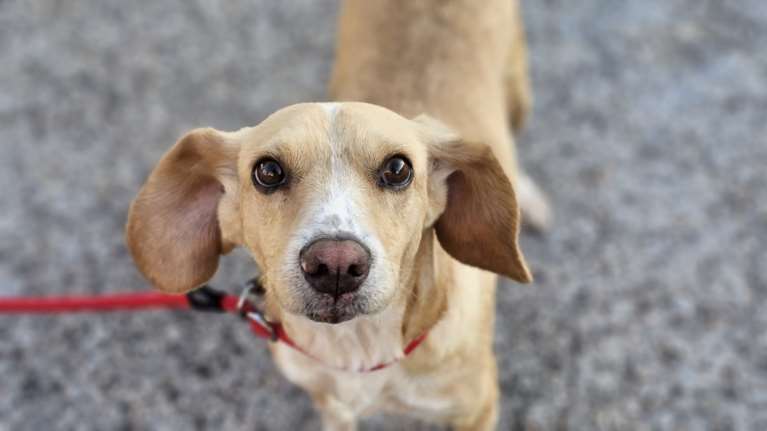 Η Σούκι από το Δημοτικό Κυνοκομείο Τρίπολης έχει τα μεγαλύτερα χαρίσματα στον κόσμο