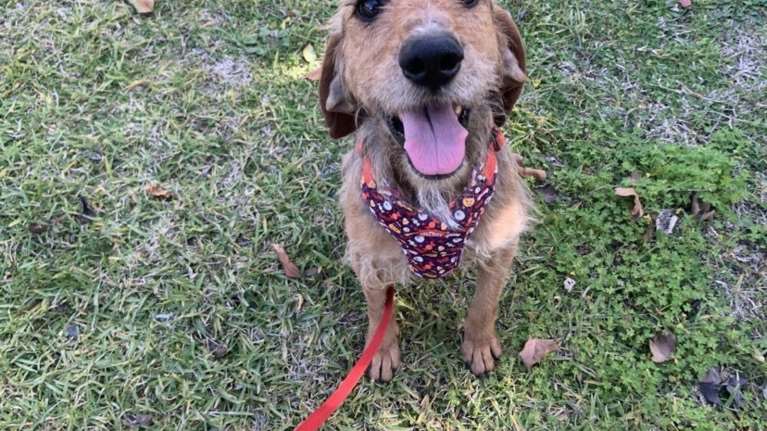 Σώστε ένα αδεσποτάκι: Ο Κριστιάνο, ένα κουκλάκι ζωγραφιστό με φοβερό άλμπουμ φωτογραφιών