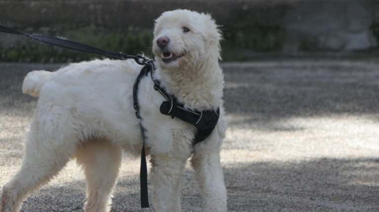 Η Μαίρη έζησε όλη της τη ζωή δεμένη με χοντρή βαριά, σκουριασμένη αλυσίδα, καλυμμένη με πράσινο λάστιχο γύρω από τον λαιμό της