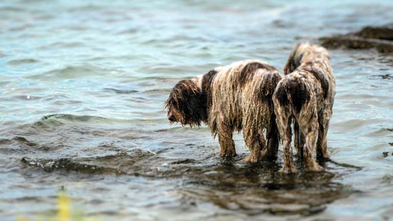 Πώς να προστατέψετε τα κατοικίδια σας από τις αλλαγές θερμοκρασίας