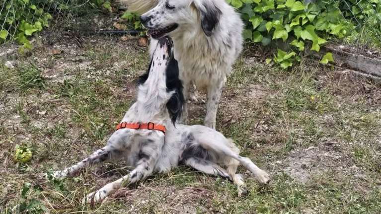 Ο Ιάσονας και η Φιλιώ τρέχουν με τα μαλλιά τους να ανεμίζουν - Αυτός είναι σαν Σέτερ με Τσοπάνη και αυτή σαν Σέτερ με Επανιέλ