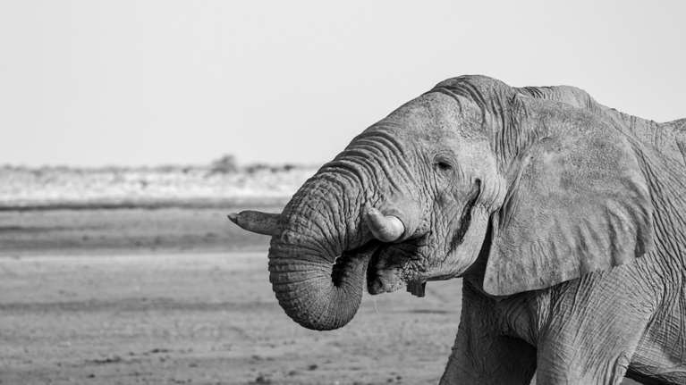 Το κουίζ που έχει γίνει viral στο facebook- &quot;Πόσα ζώα πηγαίνουν στο ποτάμι&quot;