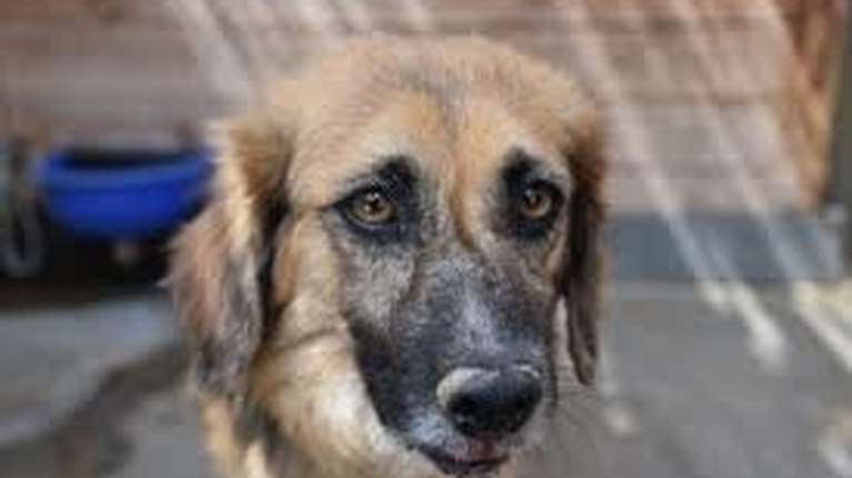 Σώστε ένα αδεσποτάκι: Ο Μπράουν, από την κόλαση της Ρουμανίας - Του αξίζει ένα σπίτι τουλάχιστον για τα γεράματά του