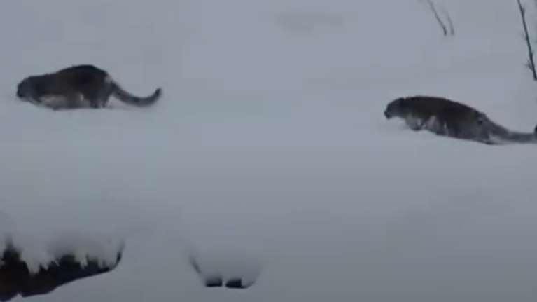 Πανέμορφες, σπάνιες "λεοπαρδάλεις του χιονιού" αποτυπώθηκαν σε βίντεο να σκαρφαλώνουν τα βουνά του Πακιστάν