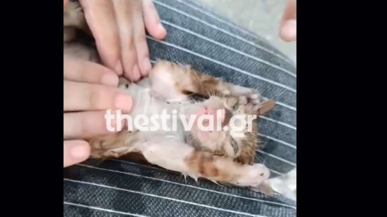 Συγκλονιστικό βίντεο με τις προσπάθειες νοσηλεύτριας να σώσει νεογέννητο γατάκι με μαλάξεις: &quot;Οφείλουμε να βοηθάμε&quot;