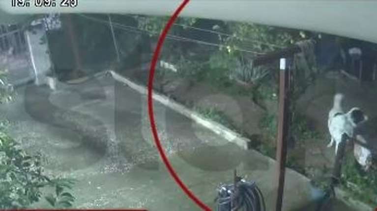 Άγιος Δημήτριος: Σκύλος γλιτώνει στο... παρά πέντε από την κατάρρευση αυλής εξαιτίας της κακοκαιρίας