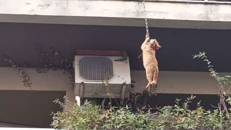Αδιανόητο - Είχαν δέσει γάτο με αλυσίδα σκύλου από τον λαιμό στο μπαλκόνι - Κρεμόταν στο κενό από τον δεύτερο όροφο