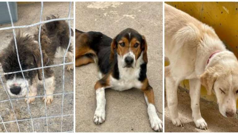 Η Εριέττα Κούρκουλου Λάτση για τα σκυλιά στο κυνοκομείο Τρίπολης που λιμοκτονούν: Αφού με αμφισβητεί ο αντιδήμαρχος, ιδού οι φωτογραφίες