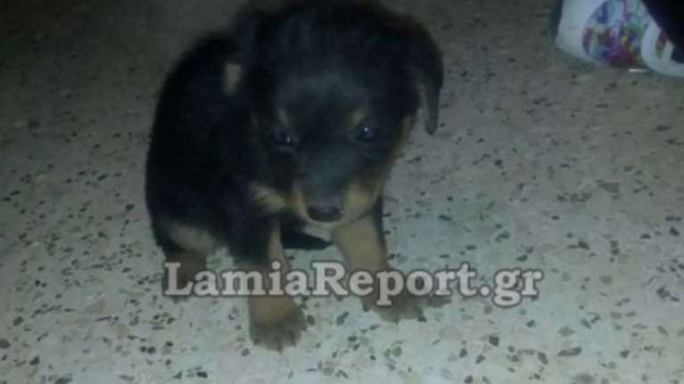 Κτηνωδία στην Λαμία: Πέταξαν στο δρόμο κακοποιημένο κουτάβι που ψυχορραγούσε