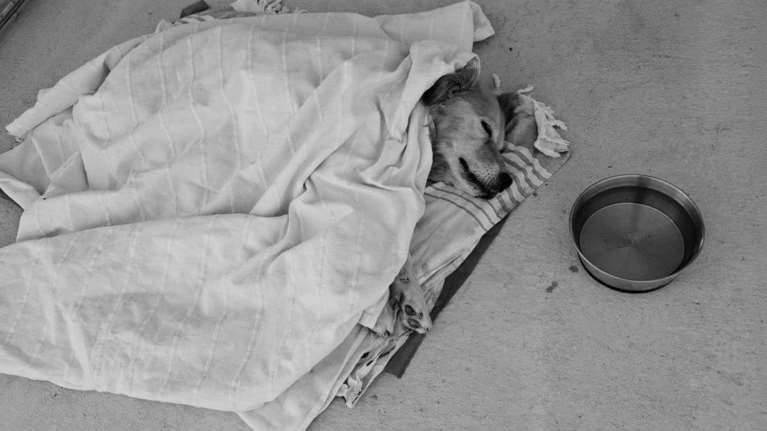 Πέθανε το ηλικιωμένο σκυλάκι που βρέθηκε στη Γλυφάδα: Το μήνυμα στην οικογένειά του που το εγκατέλειψε