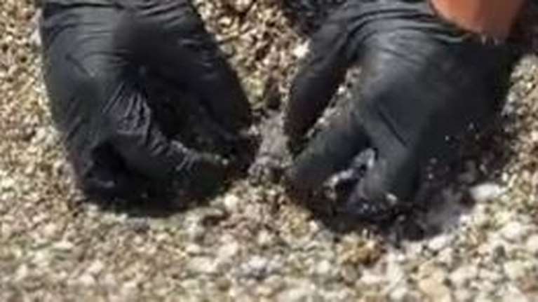 Φολέγανδρος: Διασώστης έκανε ΚΑΡΠΑ σε μικρή θαλάσσια χελώνα - Το συγκινητικό βίντεο