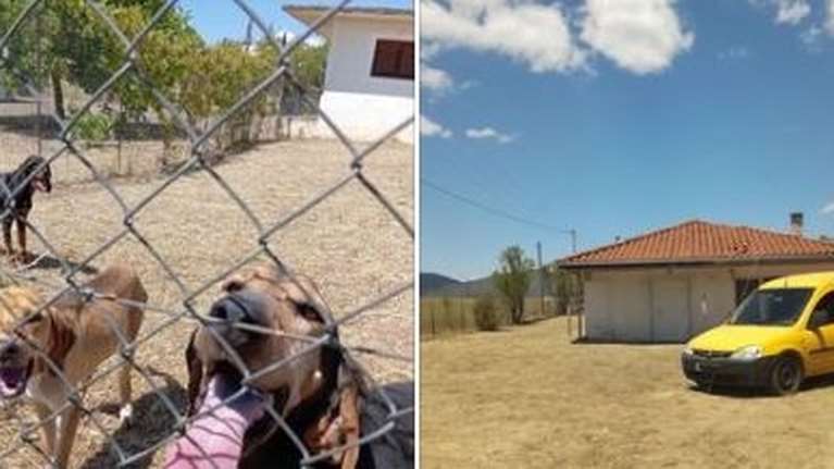 Καταγγελία του SGS: Εξαφανίζουν τα ζώα από το Κυνοκομείο Τρίπολης -  Kάποια επίσημη αρχή θα ελέγξει το καταφύγιο;
