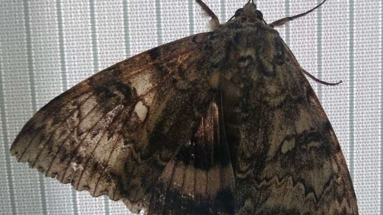 Ακόμη σοκάρει το Τσερνόμπιλ: Ανακαλύφθηκε πεταλούδα σε μέγεθος πουλιού!