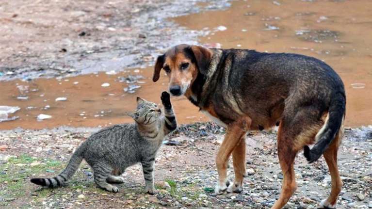 Αγρίνιο: Φιλόζωοι καταγγέλλουν τον δήμο για εγκατάλειψη ζώων σε συνθήκες βέβαιου θανάτου