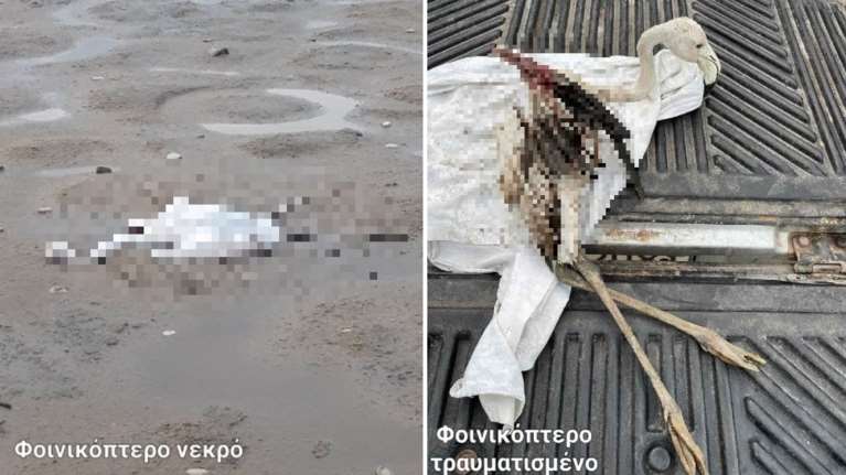 Απίστευτη κτηνωδία στο Μεσολόγγι: Πυροβόλησαν και σκότωσαν φλαμίνγκο [εικόνες]