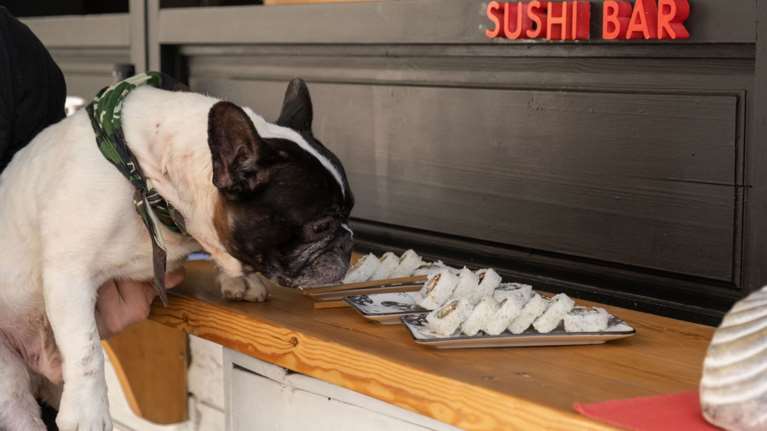 Καλαμαρία: Το εστιατόριο που σερβίρει σούσι για...τετράποδους καλοφαγάδες! [Εικόνες]