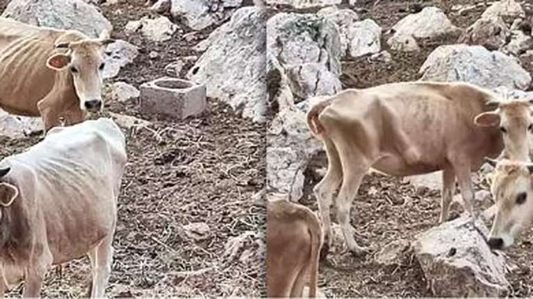 Θεσπρωτία - Σοκαριστική καταγγελία: Αγελάδες τρώνε κάθε 15 μέρες και πεθαίνουν από ασιτία - Ζώα που έχουν ιδιοκτήτη