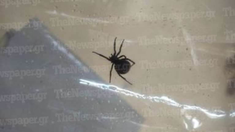 Τρίκαλα: Στο νοσοκομείο άνδρας που τον τσίμπησε αράχνη &quot;μαύρη χήρα&quot;