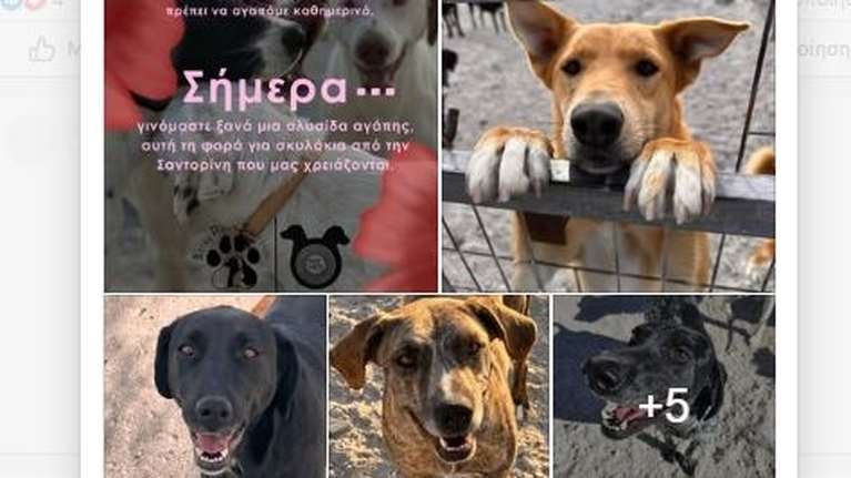 Πώς μπορείτε να γίνετε κρίκοι στην αλυσίδα αγάπης για τα σκυλάκια της Σαντορίνης που μας χρειάζονται