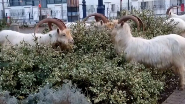 Ουαλία: &quot;Πλημμύρισε&quot; με... κατσίκες η πόλη Λαντούντνο [βίντεο]