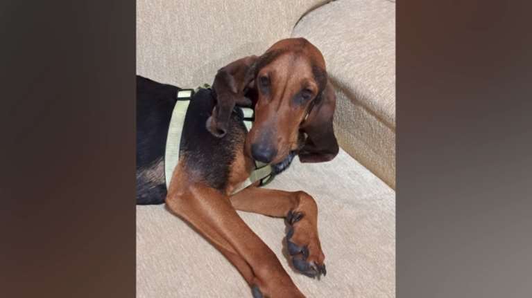 Η ιστορία της μικρής Λίλας που φορούσε ηλεκτροφόρο κολάρο για συνετισμό