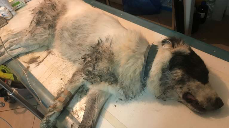 Σοκ: Δηλητηριασμένα δολώματα με στόχο τους ελληνικούς ποιμενικούς του &quot;Αρκτούρου&quot; - Κινδύνεψε σκυλίτσα [Εικόνες]