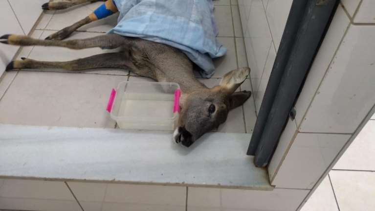 Θλίψη και αποτροπιασμός: Πυροβόλησαν και σκότωσαν ζαρκάδι στην Παύλιανη Φθιώτιδας [εικόνες]