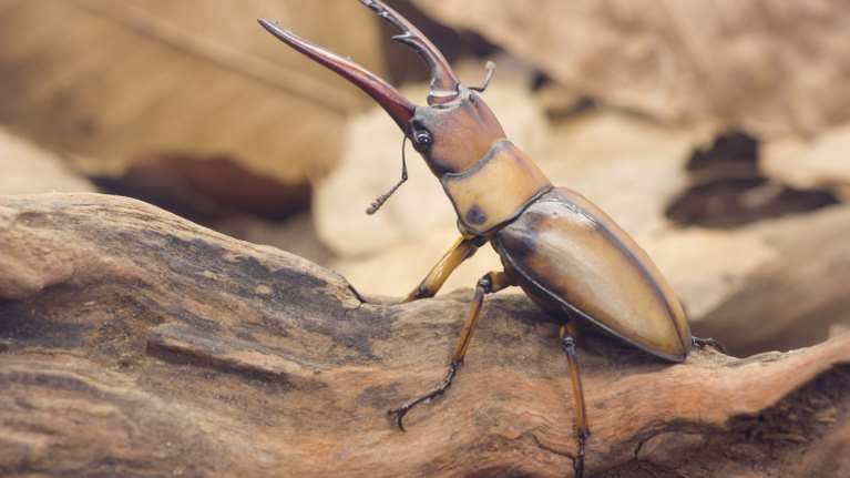 Αποκαλυπτική έρευνα: Ένα στα τέσσερα έντομα της ξηράς έχει εξαφανιστεί τα τελευταία 30 χρόνια