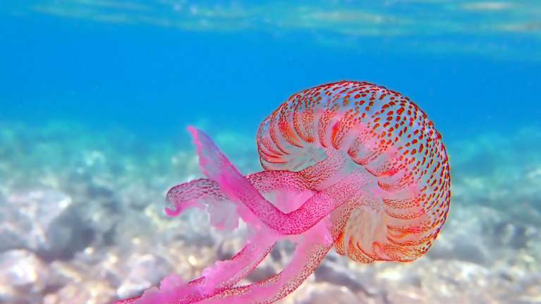 Μωβ μέδουσες: Τι πρέπει να κάνουμε σε περίπτωση τσιμπήματος στην παραλία - Ωκεανολόγος εξηγεί