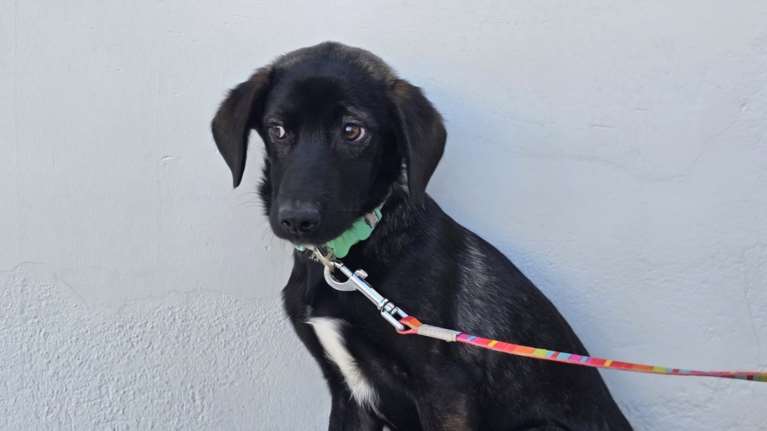 Γεννήθηκε σε βουνό της επαρχίας από αδέσποτη σκυλίτσα πολύ φοβική: Φοβάται και εκείνη αλλά με την κουταβίσια περιέργεια