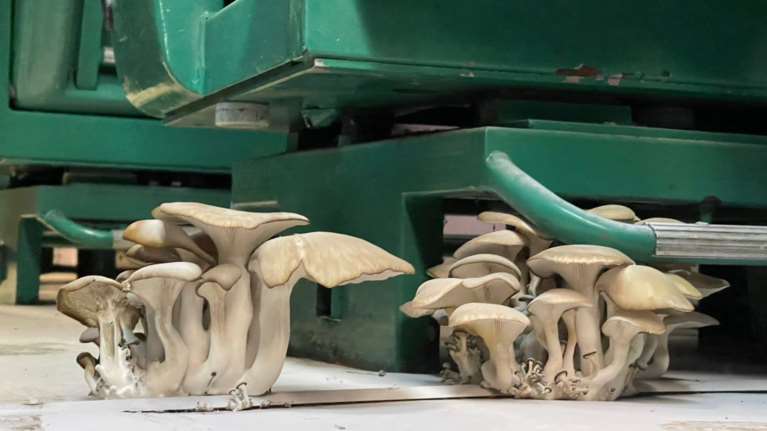 Μανιτάρια α λα... τρεν από Παππά - Γαννούλη: Οι εικόνες σε βαγόνι τρένου - Τι απαντά η  ΤΡΑΙΝΟΣΕ