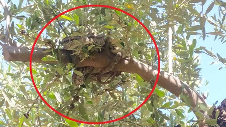 Δάγκωμα φιδιού: Τι πρέπει να κάνουμε και τι όχι- 6 θάνατοι σε διάστημα 14 ετών