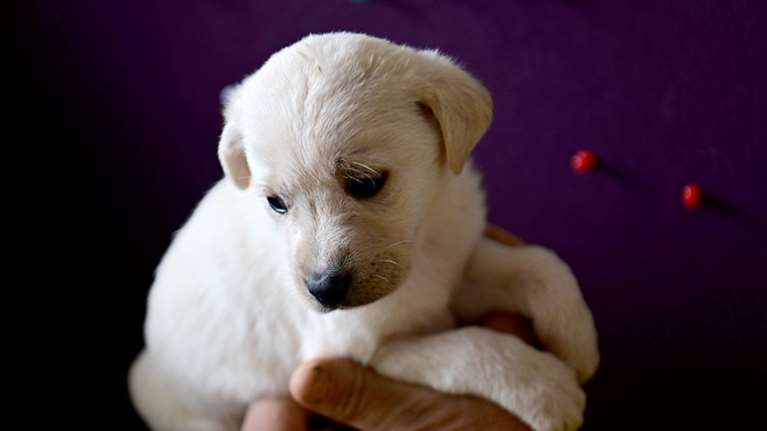 Μια χιονόμπαλα στην παλάμη, ένα αγγελούδι - Μόνο η φύση μπορεί να δημιουργήσει τόση ομορφιά - Αυτή είναι η Ζιζέλ