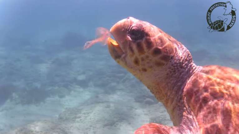 Μωβ μέδουσες: Ο Μάριος, η χελώνα έφαγε 100 μέσα σε μισή ώρα στη Νάξο [Βίντεο]