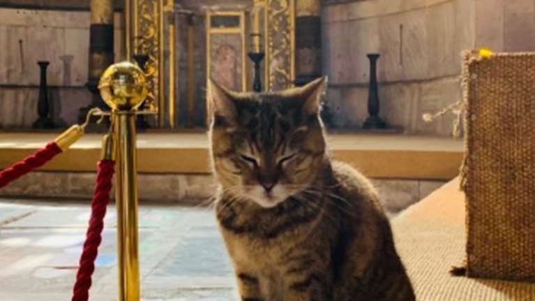 Αρρώστησε η διάσημη γάτα της Αγίας Σοφίας - Η πολυκοσμία επιδείνωσε την υγεία της [Εικόνες]