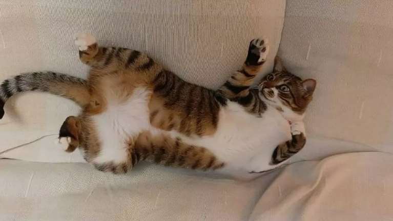 Ηρθαν για διακοπές και βρέθηκαν αντιμέτωποι με μια θλιβερή απώλεια: Η "επικήρυξη" κυνηγού στην Κρήτη