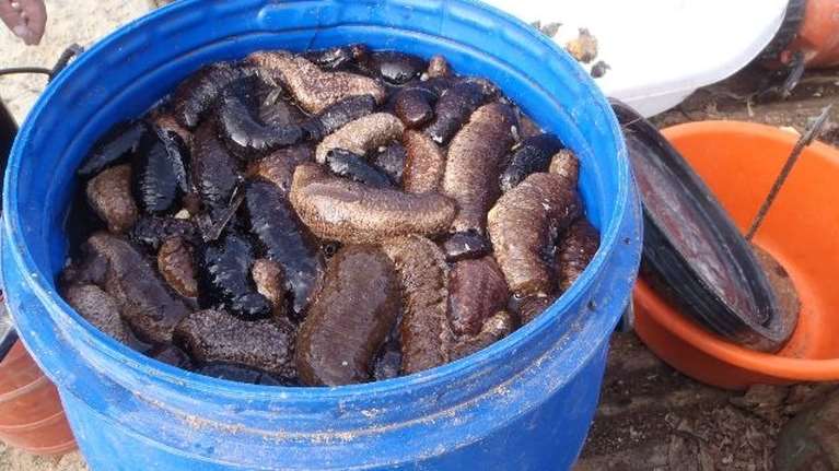 Κυλλήνη: Παράνομο φορτίο με 700 κιλά ψωλιάγκων αξίας ενός εκατ. ευρώ [εικόνα]