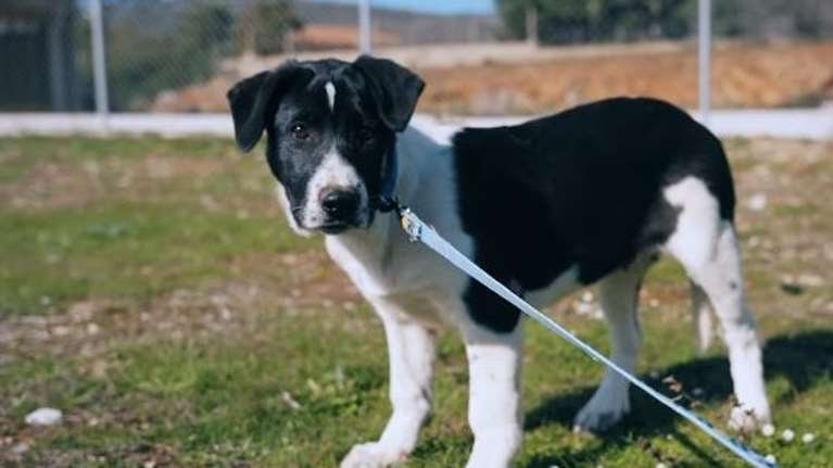 O Μπρούμελ βρέθηκε παρατημένος στον Μαραθώνα - Πόσες πιθανότητες επιβίωσης έχει ένα κουτάβι στον δρόμο