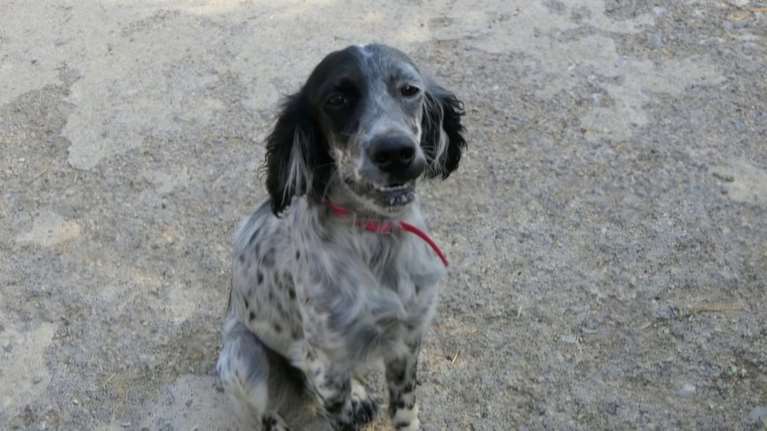 Η Μίρκα είναι ένα μικροσκοπικό τρελοκομείο - Ενα καλόψυχο Σέτερ