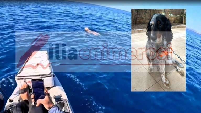 Η απίστευτη διάσωση της Mare που βρέθηκε να κολυμπά δυο ναυτικά μίλια από τη στεριά - Βίντεο ντοκουμέντο